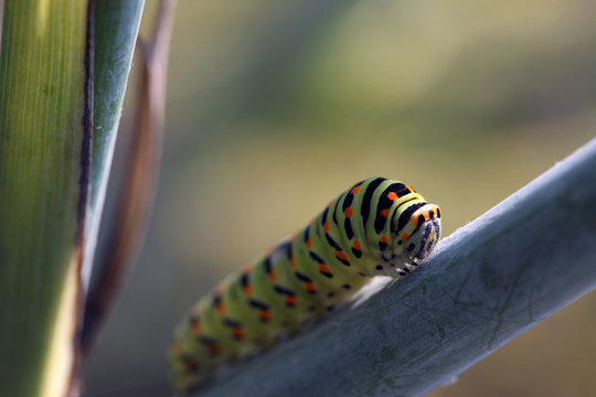 Caterpillar, Macaone, Papilio Machaon, bruco
