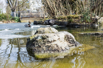 Fototapeta na wymiar black crow standing on rock in pond
