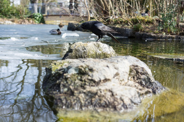 black crow standing on rock in pond