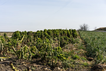 Fototapeta na wymiar dry salad on a farming field, agriculture