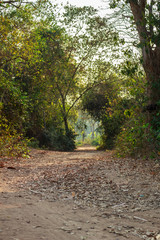 road and path in the wild tree tunnel nature at thailand