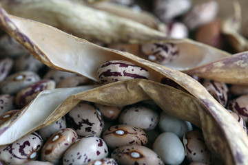 borlotti beans, fagioli borlotti