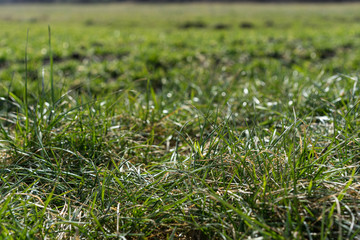 natural green wild grass meadow in spring
