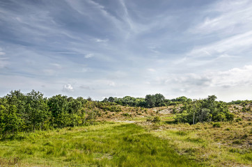 Fototapeta na wymiar Landscape in the dunes near Rockanje, The Netherlands with tall grass, bushes and low trees under a summer sky with cirrus clouds