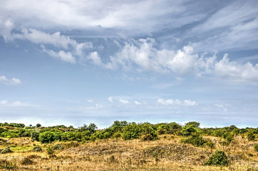 Fototapeta na wymiar Landscape on the island of Voorne, The Netherlands, with dunes and bushes under a blue sky with fluffy clouds