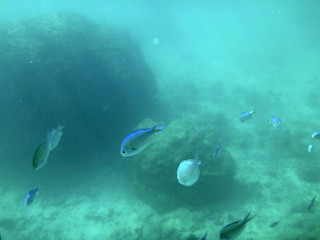 Fototapeta na wymiar Sealife of Port Vila Harbor, Efate, Vanuatu