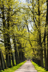 View of the Alexander Park in Pushkin