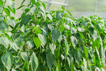 organic farm food, agriculture and harvest concept - green bell pepper palnts in a greenhouse. selective focus