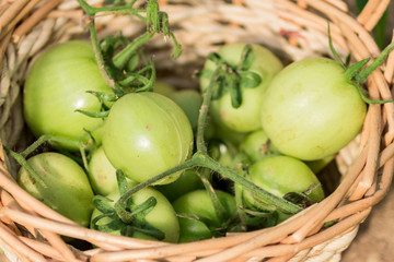 new crop or harvest. Green fresh tomatoes in bascket.