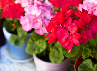 Red and pink geranium flowers in pots, close-up, copy space, beauty of gardening and grow your own concept