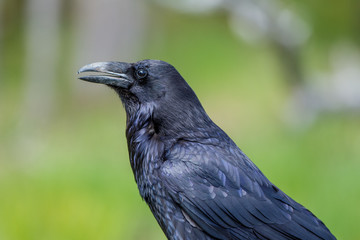 Corvo nero parco nazionale Yellowstone, Wyoming