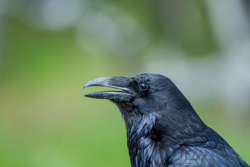 Corvo nero parco nazionale Yellowstone, Wyoming