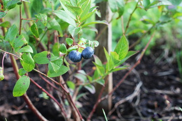 Blueberries ripening on the bush. Shrub of blueberries.