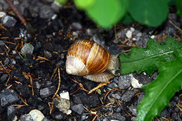 Snail