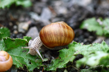 Snail