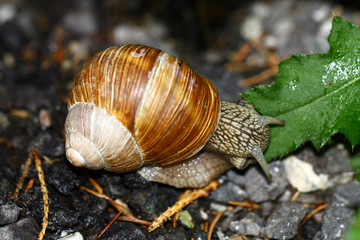Snail