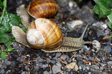 Snail