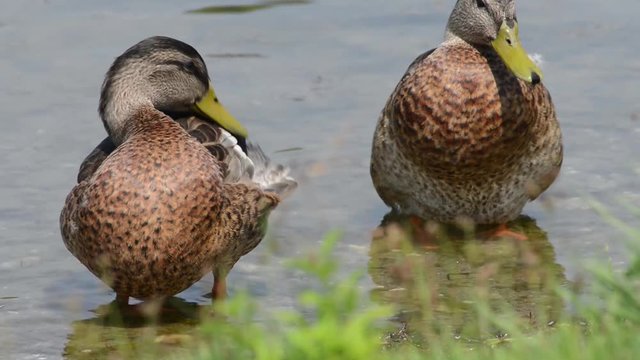 femmine di Germano in riva al lago si puliscono le piume