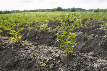 Young potato on soil cover. Plant close-up. The green shoots of young potato plants sprouting from...