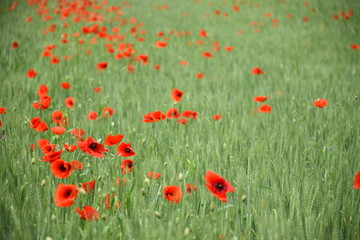 Poppy field