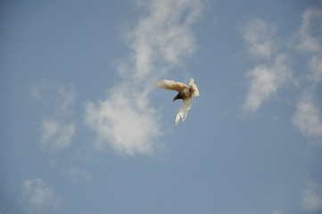 Dove Flight