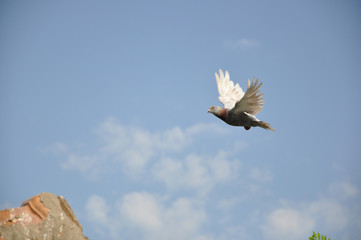 Dove Flight