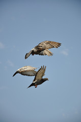 Obraz premium Dove Flight