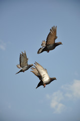 Fototapeta premium Dove Flight