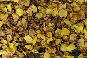 pile of yellow leaves full frame background