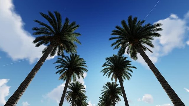 View of palm trees