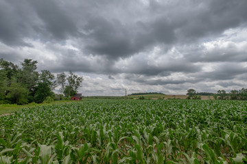 Cornfield under Gray Skies