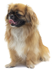 Reinrassiger Pekinese hechelt