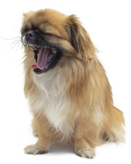 Reinrassiger Pekinese gähnt