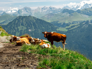 cows chilling on a mountain farm during sunny summer day in the swiss alps