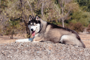 Siberian Husky