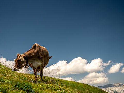 isolated typical cow picture on a sunny summer day at a swiss farm mountain