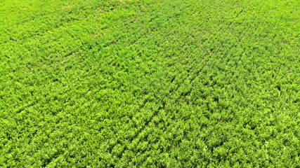 Aerial from drone green grass texture background