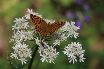 Papillon tacheté des Vosges