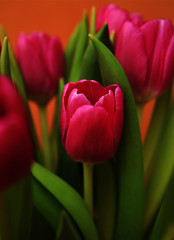 Tulip