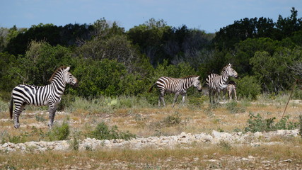 Fototapeta na wymiar herd of zebra in the wild