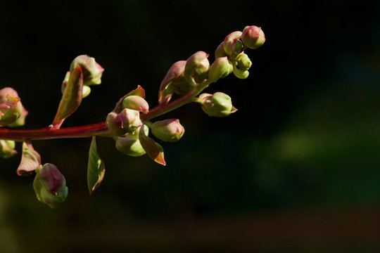 Lagestroemia: particolare di un fiore ancora in bocciolo