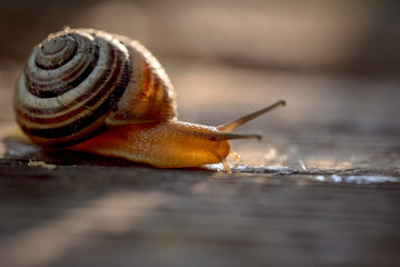Garden snail, crawling on wooden rustic table surface, in evening sunlight.