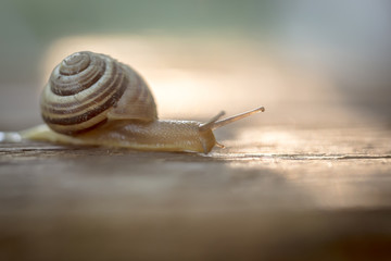 Garden snail, crawling on wooden rustic table surface, in evening sunlight.