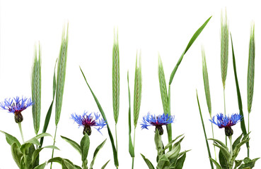 Composition of rye ears and cornflowers isolated on white background. Flat lay, top view.