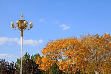 yellow leaves in the blue sky