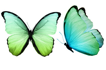 green butterflies isolated on white background