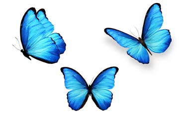 Fotobehang Vlinder set van blauwe vlinders geïsoleerd op een witte achtergrond