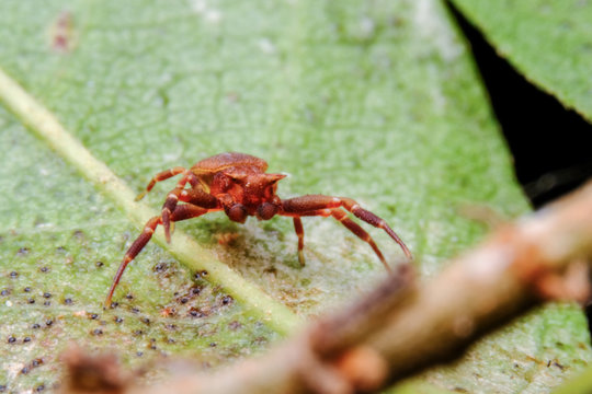 Spiders are classified as living creatures. Like insects, millipedes, crabs and so on, they have different shapes and sizes. Spiders have been discovered more than 40,000 species.