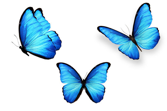 Set Of Blue Butterflies Isolated On White Background