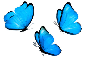 на белом фоне синие бабочки © Fotograf